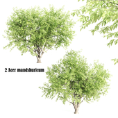 2 Acer mandshuricum