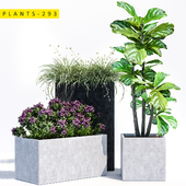 plants 293