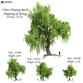 Set of Weeping Beech Tree - Beginning of Spring season