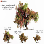 Set of Weeping Beech Tree - Ending of Spring season