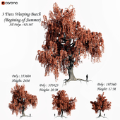 Set of Weeping Beech Tree - Beginning of Summer season