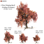 Set of Weeping Beech Tree - Ending of Summer season