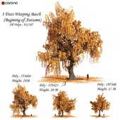 Set of Weeping Beech Tree - Beginning of Autumn (Fall) season