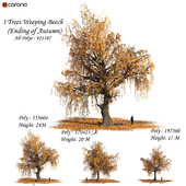 Set of Weeping Beech Tree - Ending of Autumn (Fall) season