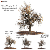 Set of Weeping Beech Tree - Beginning of Winter season