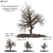 Set of Weeping Beech Tree - Ending of Winter season