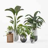 indoor plant set 001