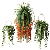 Ампельные растения - Эсхинантус, колумнея мелколистная