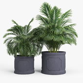 Birmingham Planter Palm