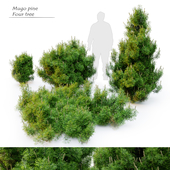 Mugo pine