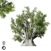 olive Tree 330