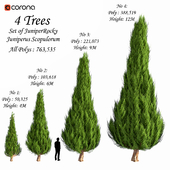 Set of Juniper Rocky - Juniperus Scopulorum (4 Trees)