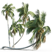 Cocos nucifera (кокосовая пальма)
