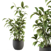 indoor Plant Set 135 - Schefflera Amate Plant