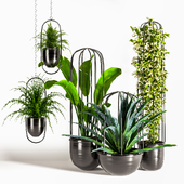 Indoor Plants Set04