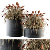 indoor Plant Set 140 - Indian Grass