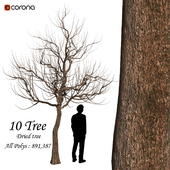 Set of Dried Trees - (10 Trees)
