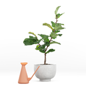 Photorealistic Ficus Lyrata pot 130cm 3D model