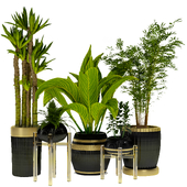 Indoor Plants Set06