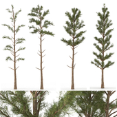 Pine Tree set 03