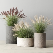 Pennisetum foxtail in concrete pots