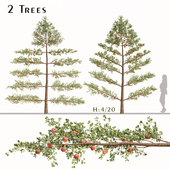 Set of Apple Trees (Malus domestica) and White Picket Fence (2 Trees)