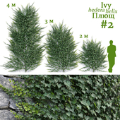 Ivy / Hedera helix #2