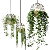 Atelier Schroeter luminaires with hanging plants