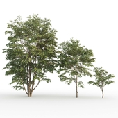 Клён японский №2 (Acer palmatum #2)