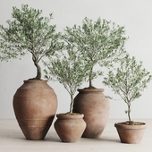 Olive European In Antique Clay Vessels
