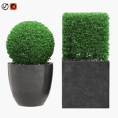 Potted Topiary Buxus 06
