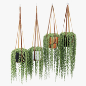 Plant hanger
