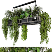 Indoor Hanging Plants in Metal Box - Set 71