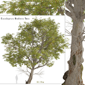 Eucalyptus Radiata Tree (Forth River Peppermint) (1 Tree)