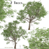 Set of Eucalyptus Radiata Trees (Forth River Peppermint) (2 Trees)