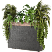 Indoor Plants in Combination of wood & concrete Pots - Set 75