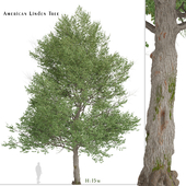 American Linden Tree (Tilia americana basswood) (1 Tree)