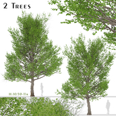 Set of American Linden Trees (Tilia americana basswood) (2 Trees)