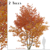 Set of Snakebark maple Trees (Acer davidii) (2 Trees)