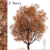 Set of Acer griseum Trees (Paperbark maple) (2 Trees)