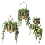 Ampel plants in hanging gilded pots