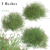 Set of Crimson Villea Shrubs (Grevillea rosmarinifolia) (3 Shrubs)