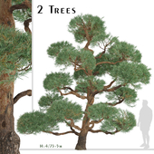 Set of Pinus Sylvestris Trees (Waldkiefer) (2 Trees)