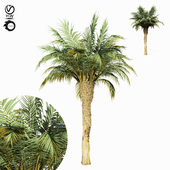 palm tree 11s