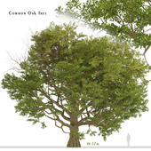 Common Oak Tree  (Quercus robur) (1 Tree)