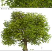 Common Oak Tree (Quercus robur) (1 Tree)