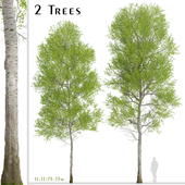 Set of European aspen Trees (Populus tremula) (2 Trees)