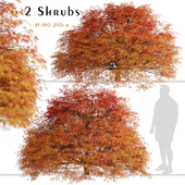 Set of Dissectum Atropurpureum Shrubs (Acer Palmatum) (2 shrubs)