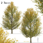 Set of European hornbeam Trees (Carpinus betulus) (2 Trees)