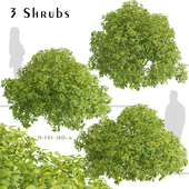 Set of Aucuba japonica Shrubs (Japanese laurel) (3 Shrubs)